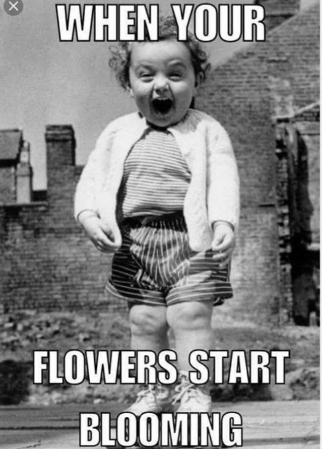 flowers blooming.jpg
