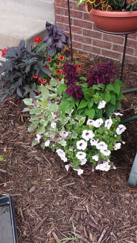 flowers2.jpg
