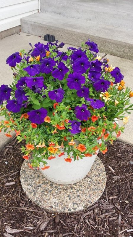 flowers4.jpg