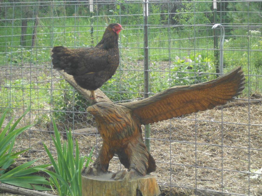 foliage tools chicken on eagle 013.JPG