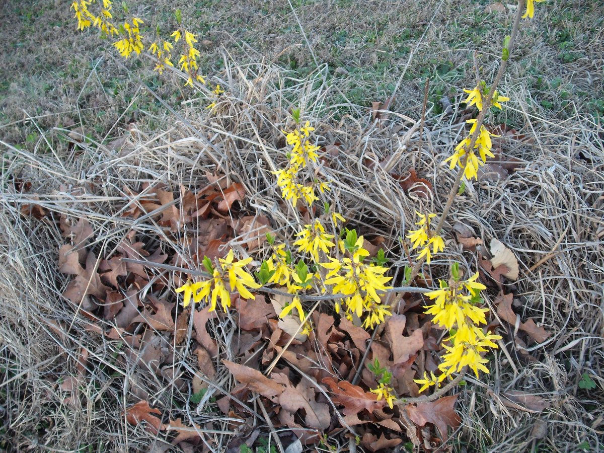 Forsythia.JPG