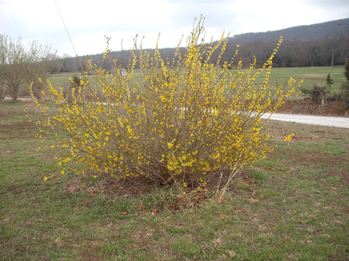 Forsythia.JPG