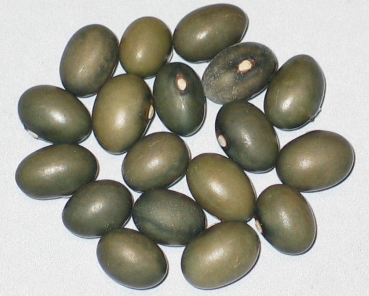Fort Portal Jade.jpg