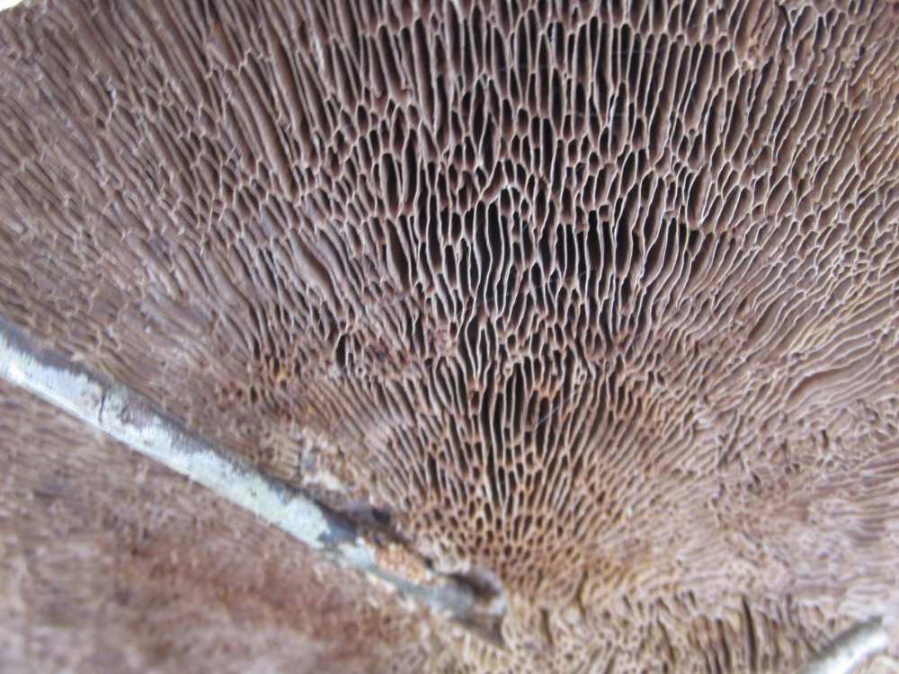Forum Pics Winter 2013-2014 026.JPG