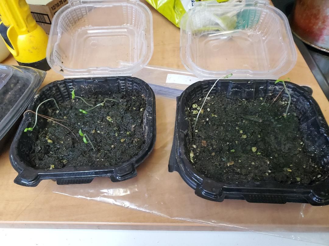 Found tomato seedlings, 03-31-2020, #1.jpg
