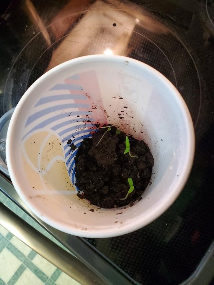 Found tomato seedlings transplanted, 03-31-2020, #1.jpg