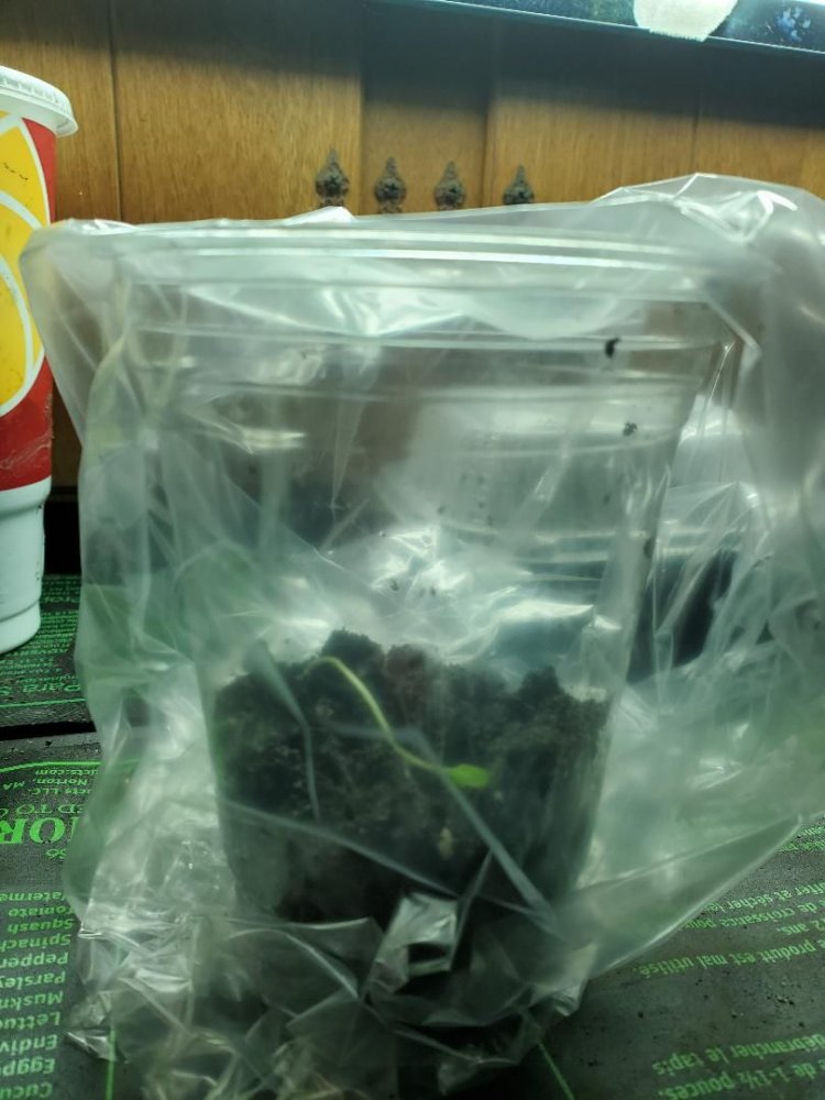 Found tomato seedlings transplanted, 03-31-2020, #2.jpg