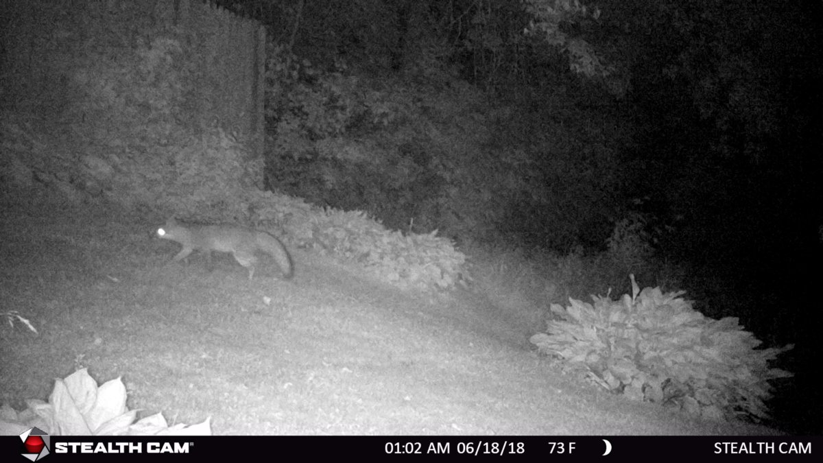 Fox.JPG