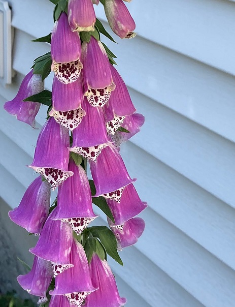 foxglove.jpg