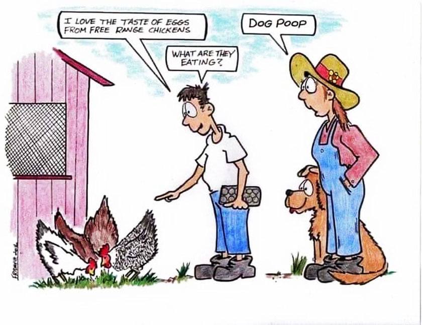 freerange chickens.jpg