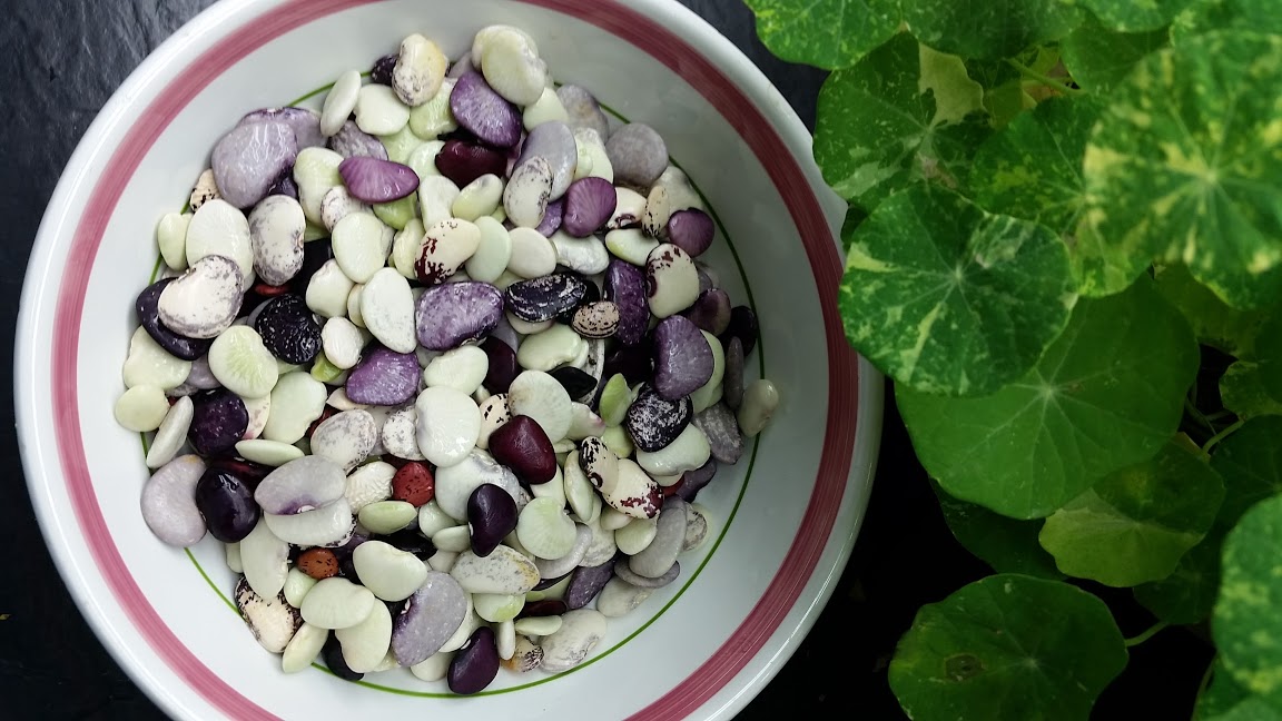 fresh shelled limas.jpg