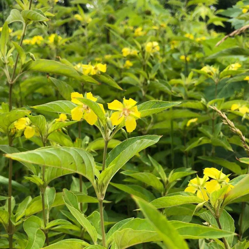 FringedLoosestrife_LysimachiaCiliata.jpg