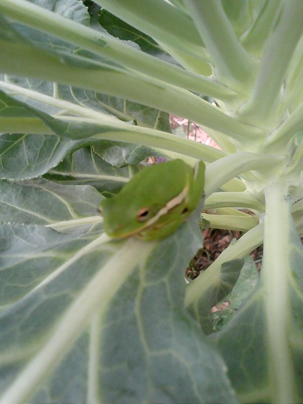 frog collards.jpg