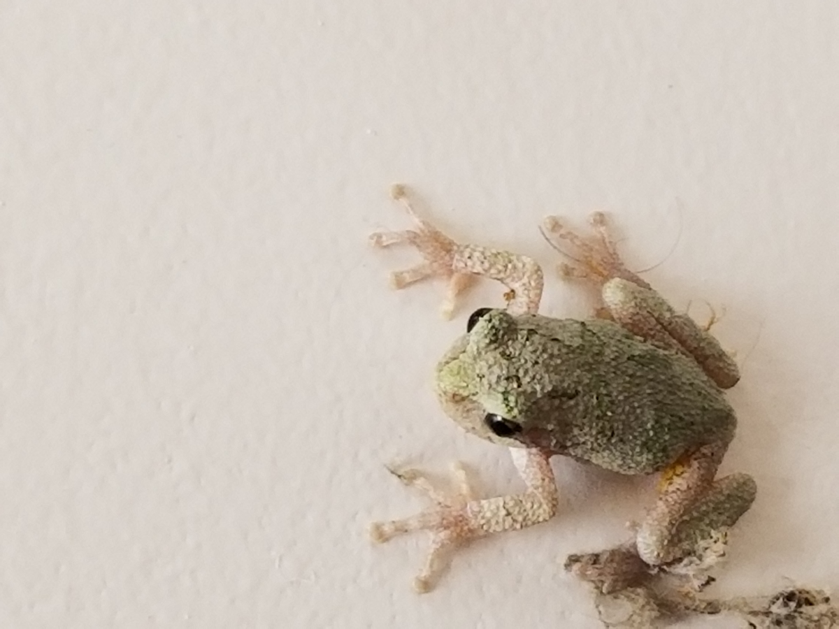 frog in bath room.png