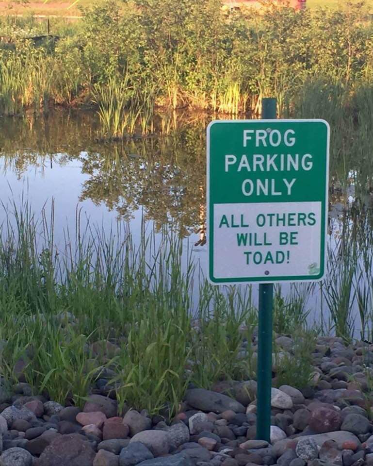 frog parking.jpg