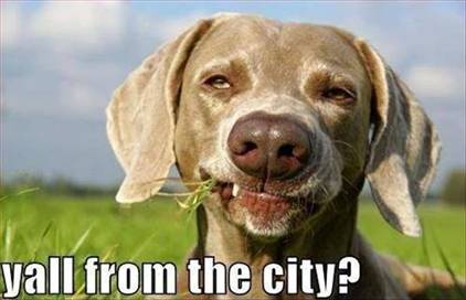 from the city.jpg