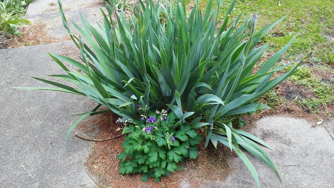 Front walk #3, 05-10-19.jpg