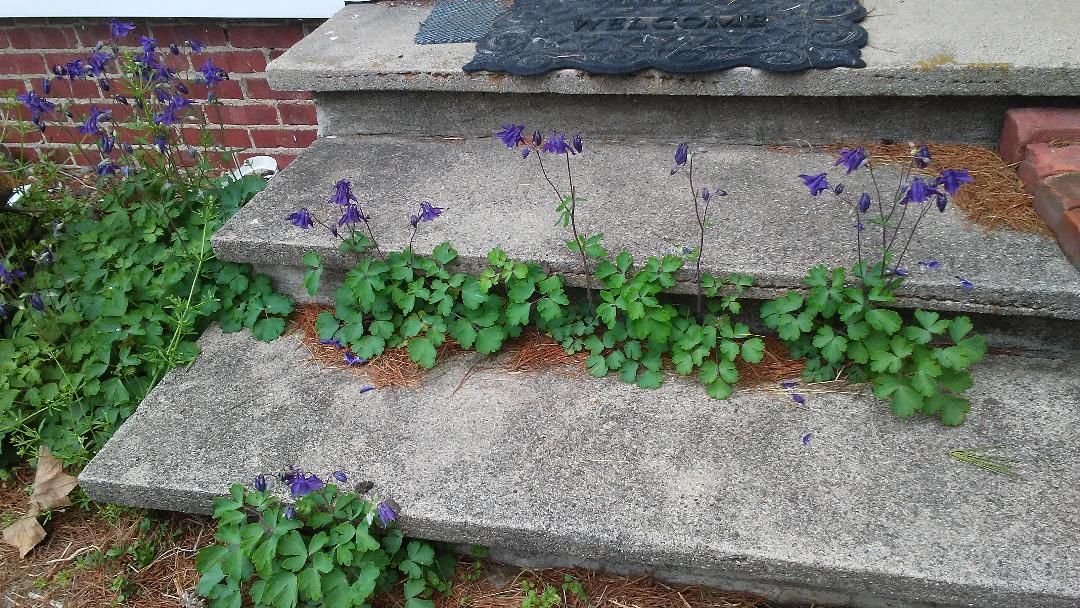 Front walk #4, 05-10-19.jpg