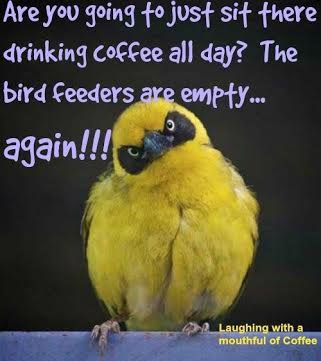 funny bird index.jpeg