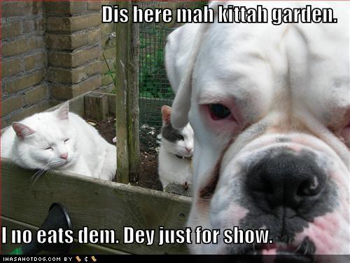 funny-dog-pictures-dog-shows-you-his-cat-garden.jpg