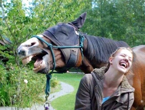 funny-horse-laughing.jpg