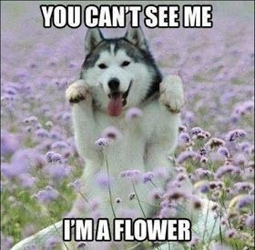 funny huskyc45ceb584d7124c706578f2b590f7017.jpg