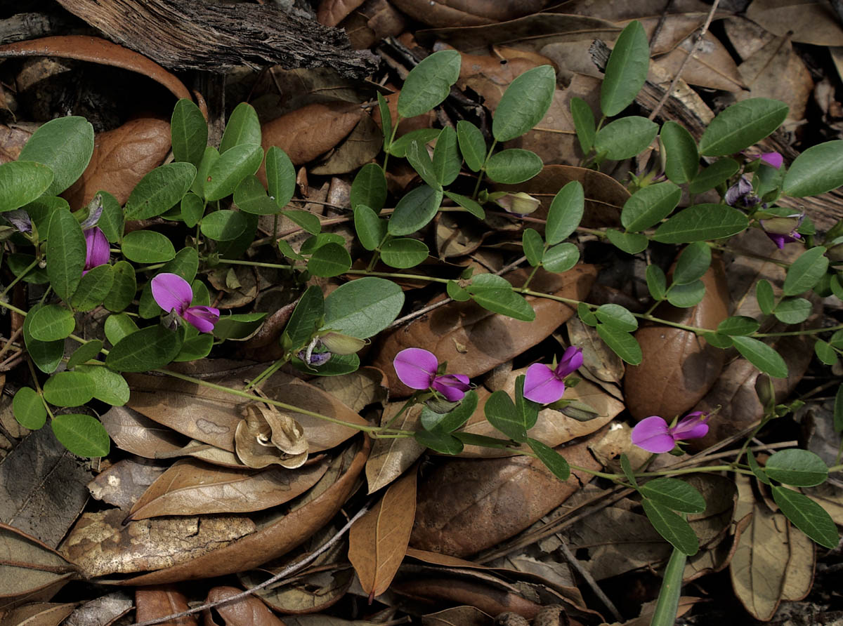 Galactia_regularis_flowers_FN.jpg