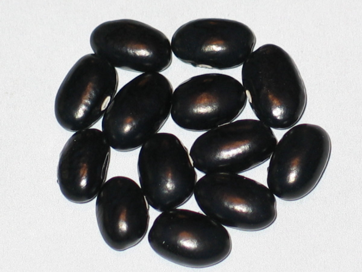 Galloway Black.jpg