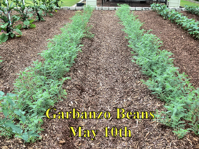 Garbanzo_Beans_051017.jpg