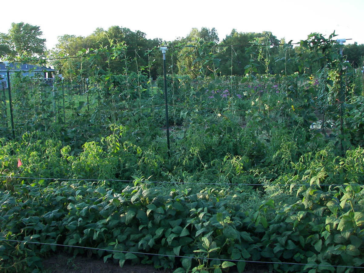garden 055.JPG
