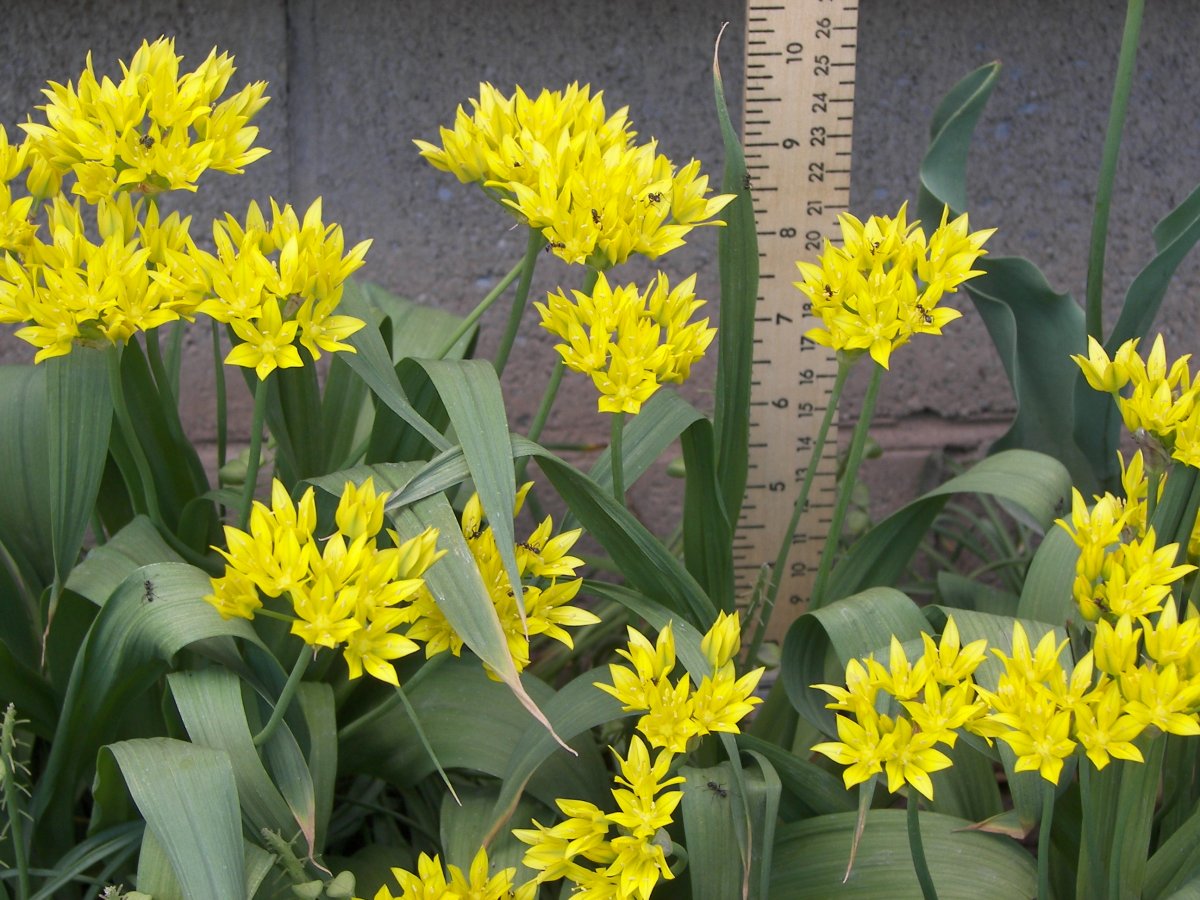 garden 178.JPG