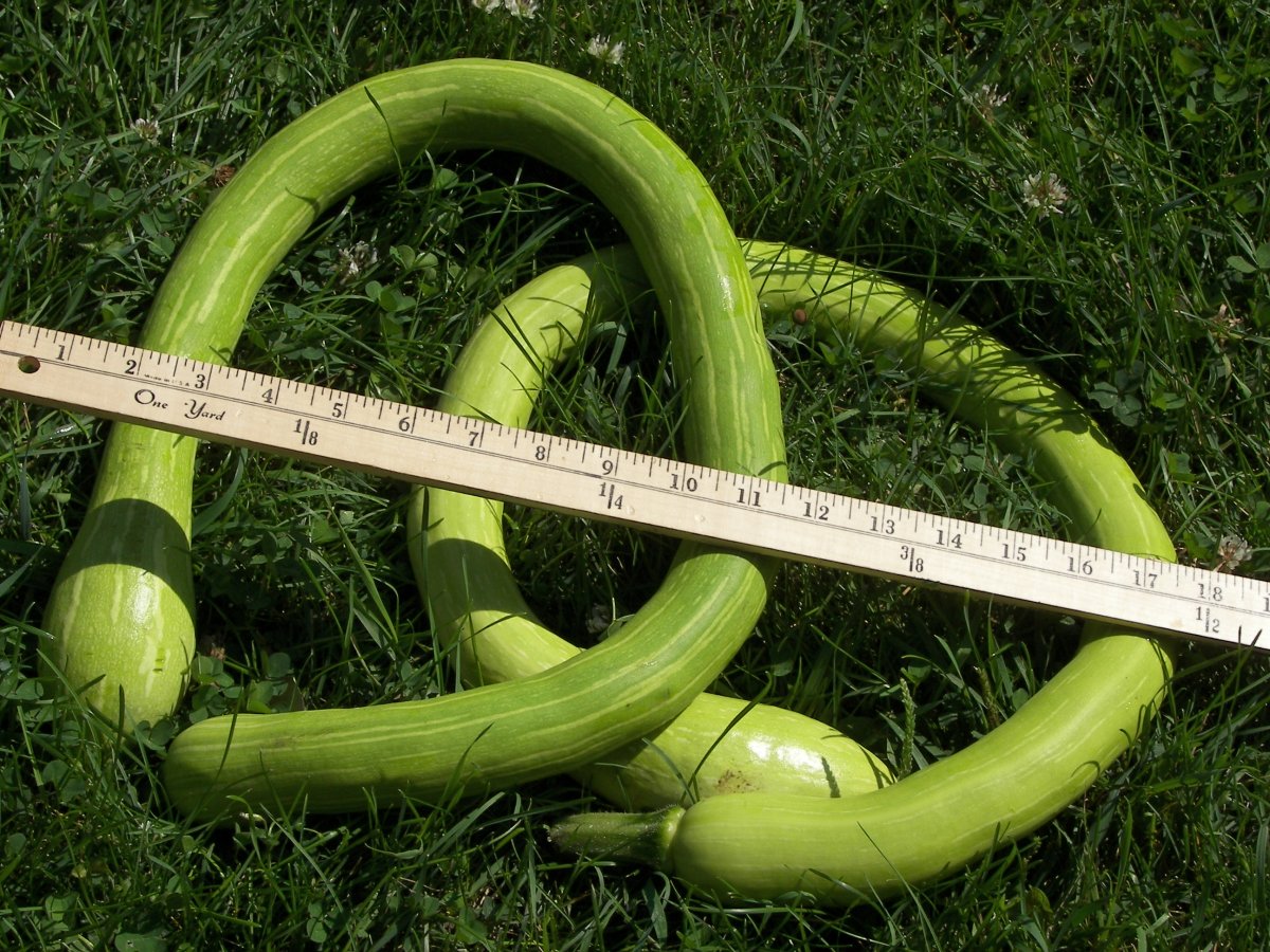 garden 199.JPG