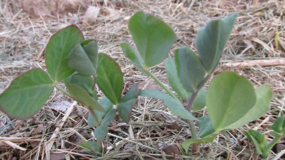 Garden 2014-2015 002.JPG