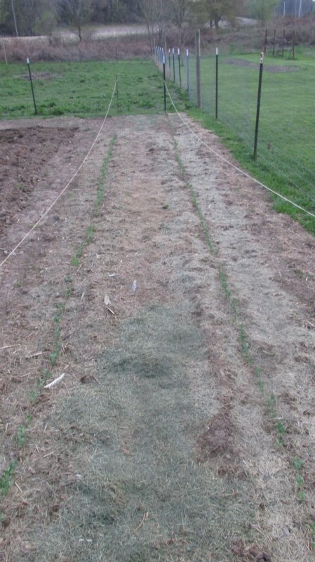 Garden 2014-2015 003.JPG