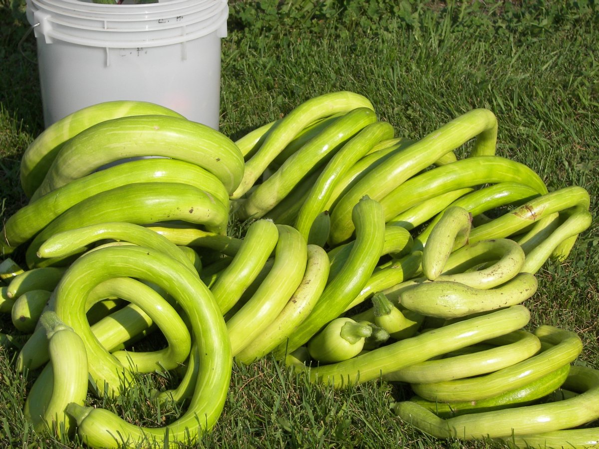 garden 214.JPG