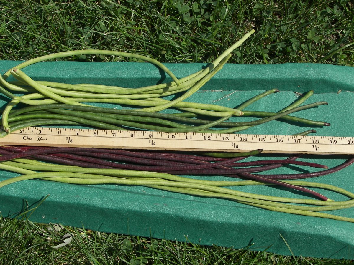 garden 266.JPG