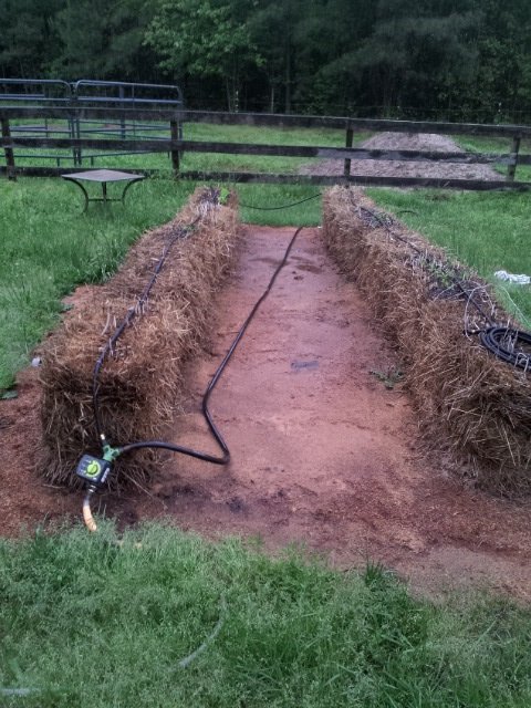 garden 5.5.16.jpg