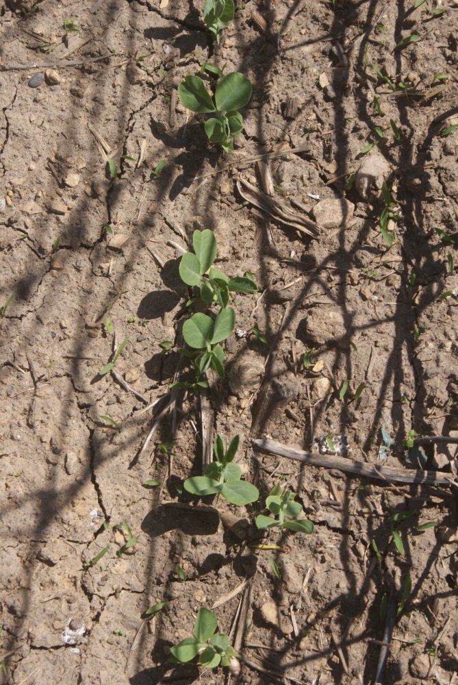garden , bees apr 23 2017 003.JPG