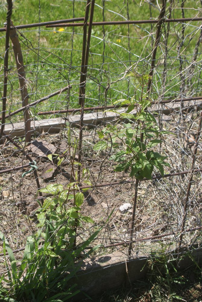 garden , bees apr 23 2017 012.JPG