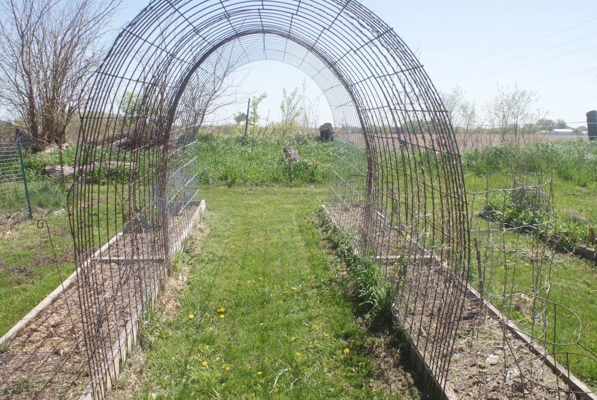 garden , bees apr 23 2017 013.JPG
