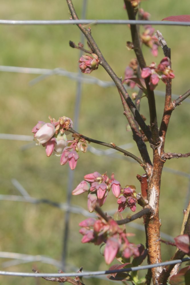 garden , bees apr 23 2017 026.JPG