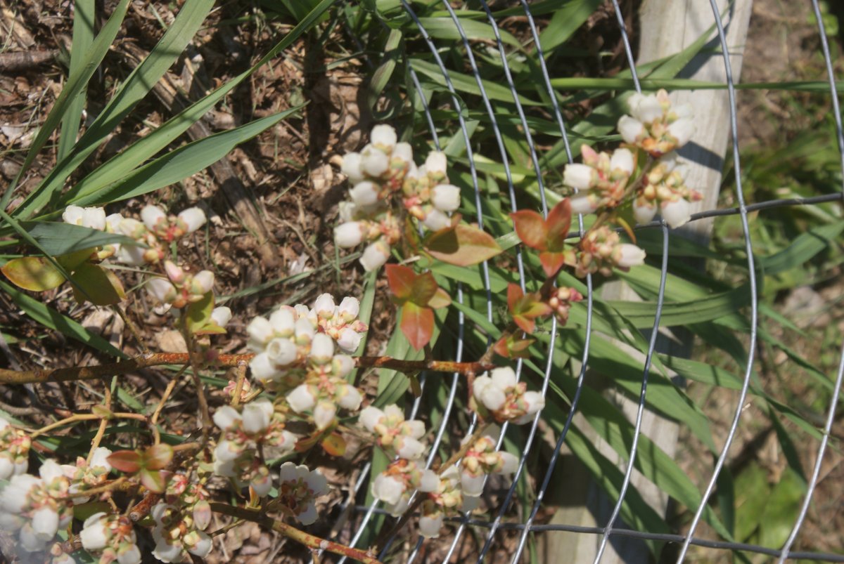 garden , bees apr 23 2017 028.JPG