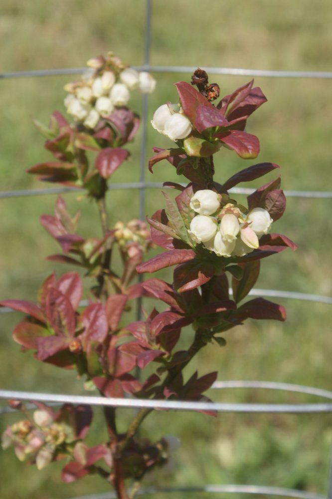 garden , bees apr 23 2017 029.JPG