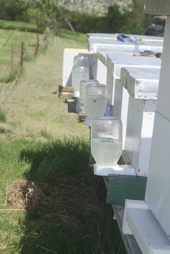 garden , bees apr 23 2017 035.JPG