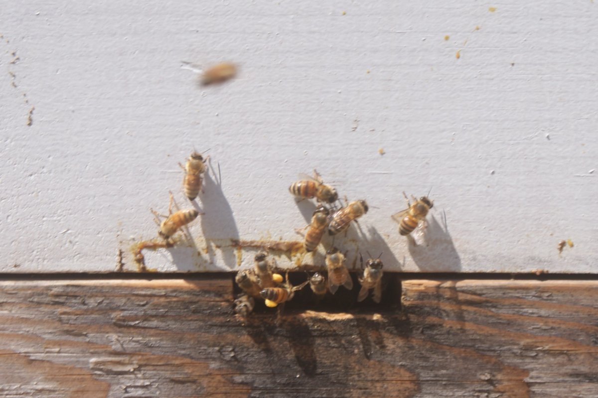 garden , bees apr 23 2017 042.JPG