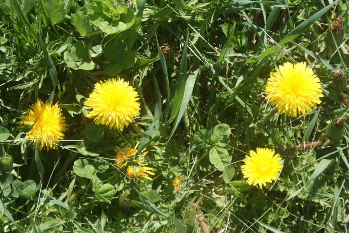 garden , bees apr 23 2017 043.JPG