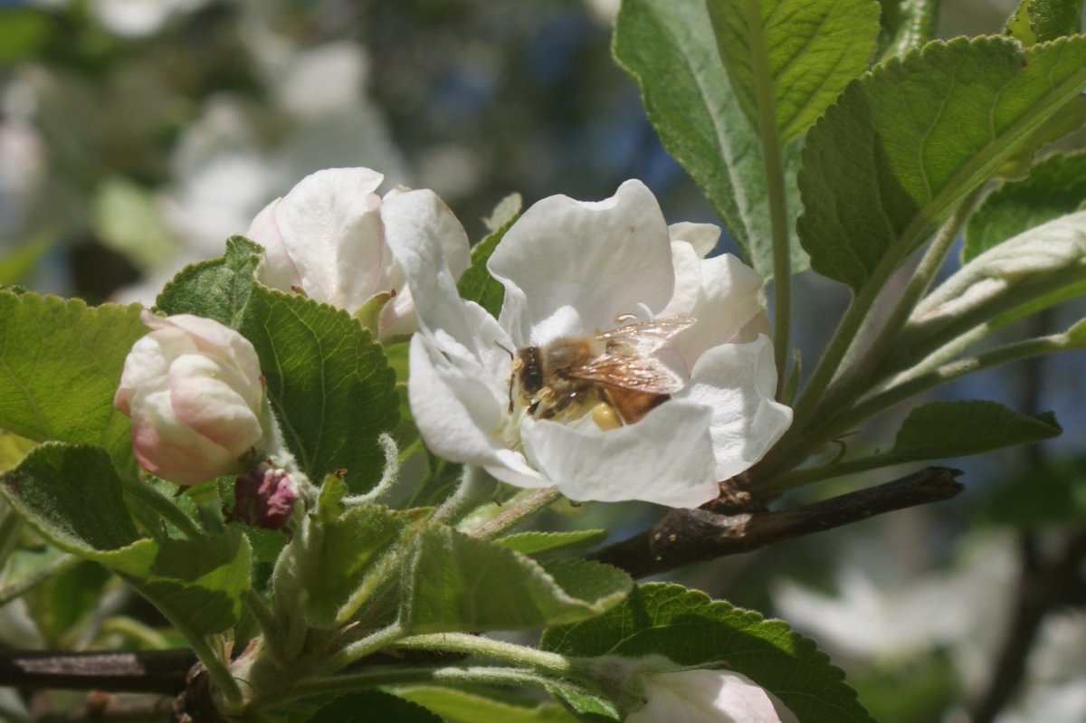 garden , bees apr 23 2017 067.JPG