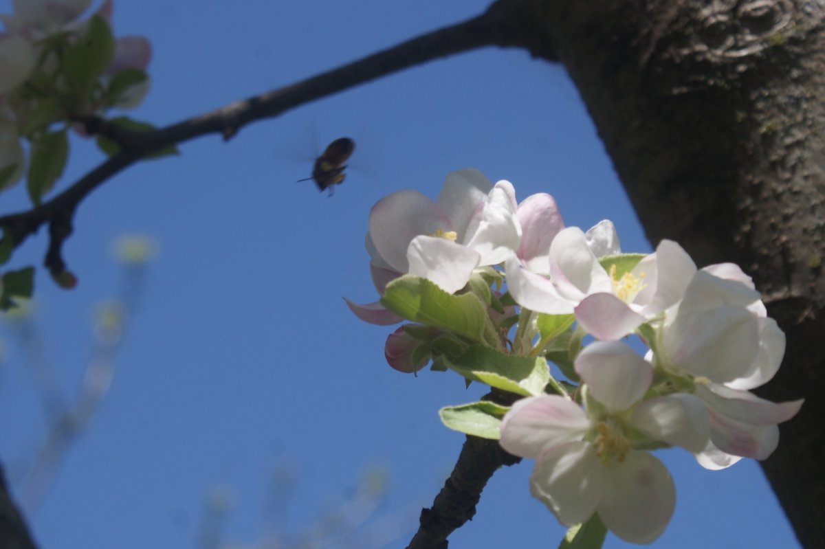 garden , bees apr 23 2017 071.JPG