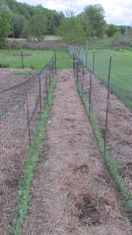 Garden Forum Pics 010.JPG