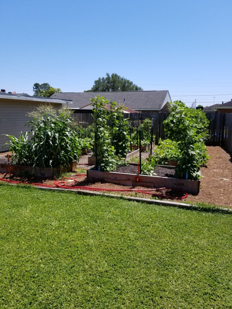 Garden.jpg